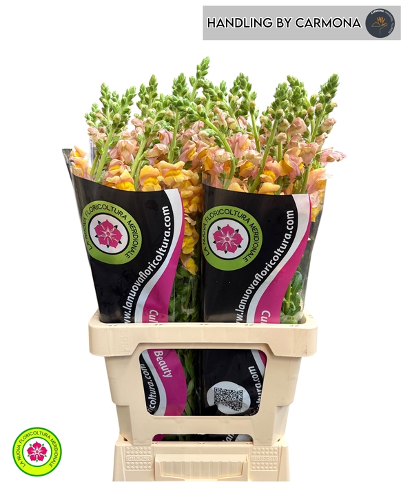 <h4>ANTIR COSTA ORANGE</h4>