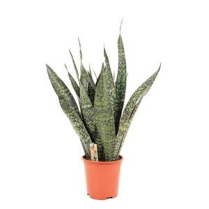 Sansevieria Jamaiquina P27 2PP