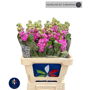 MATTH IRON DEEP PINK