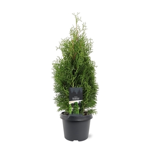 Thuja occidentalis 'Holmstrup'