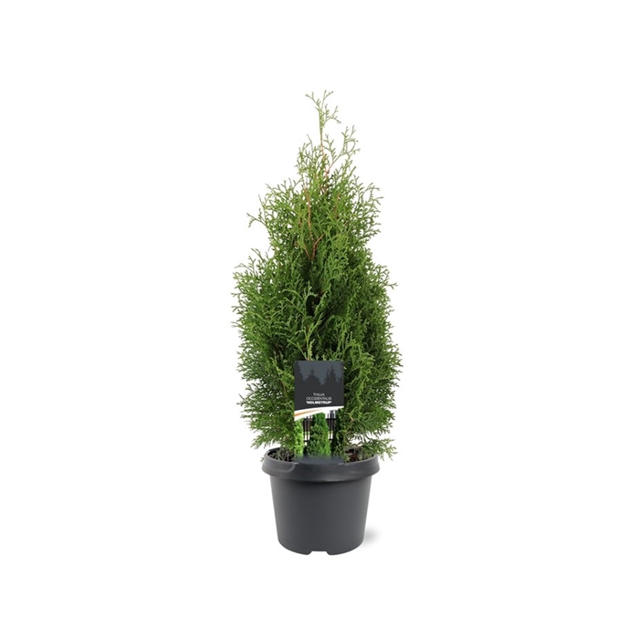 <h4>Thuja occidentalis 'Holmstrup'</h4>