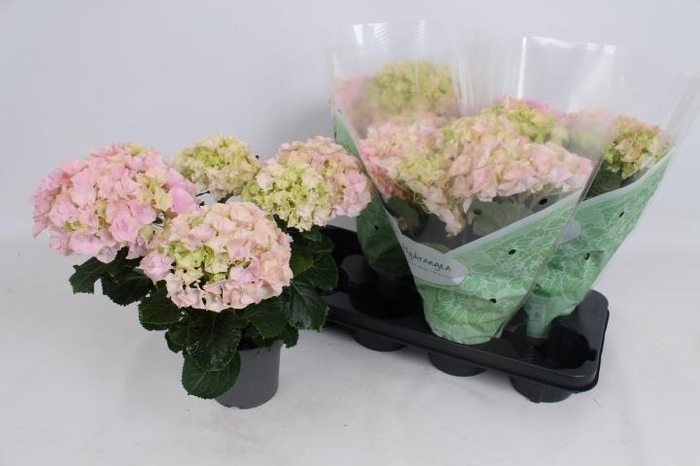 <h4>HYDR M HI RIVER</h4>