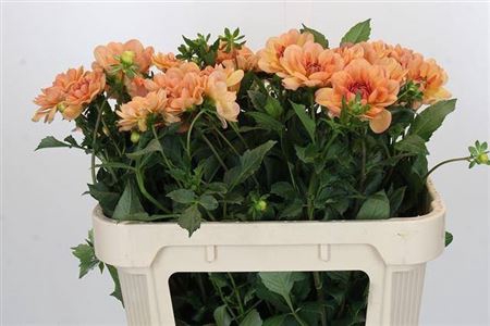 <h4>Dahlia Yvonne</h4>