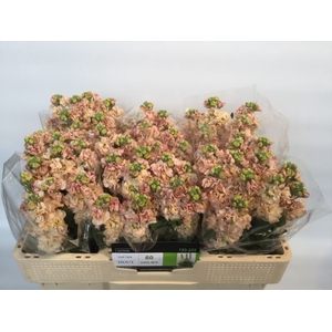 MATTH IMPALA APRICOT