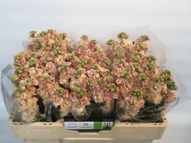 <h4>MATTH IMPALA APRICOT</h4>