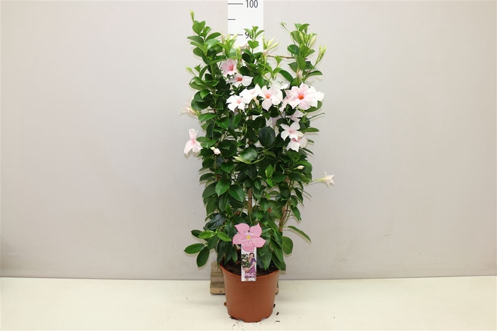 <h4>Mandevilla Sun Pink Touch Op Rek</h4>