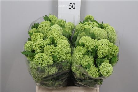 <h4>Viburnum Roseum St 4 Bal</h4>