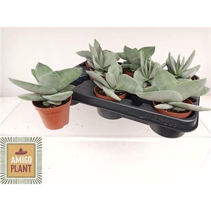 Crassula Boomerang