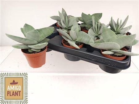 <h4>Crassula Boomerang</h4>