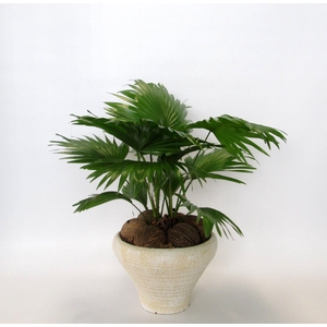 Livistona rotundifolia in Hoedje creme