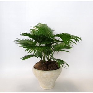 LIVISTONA ROTUNDIFOL