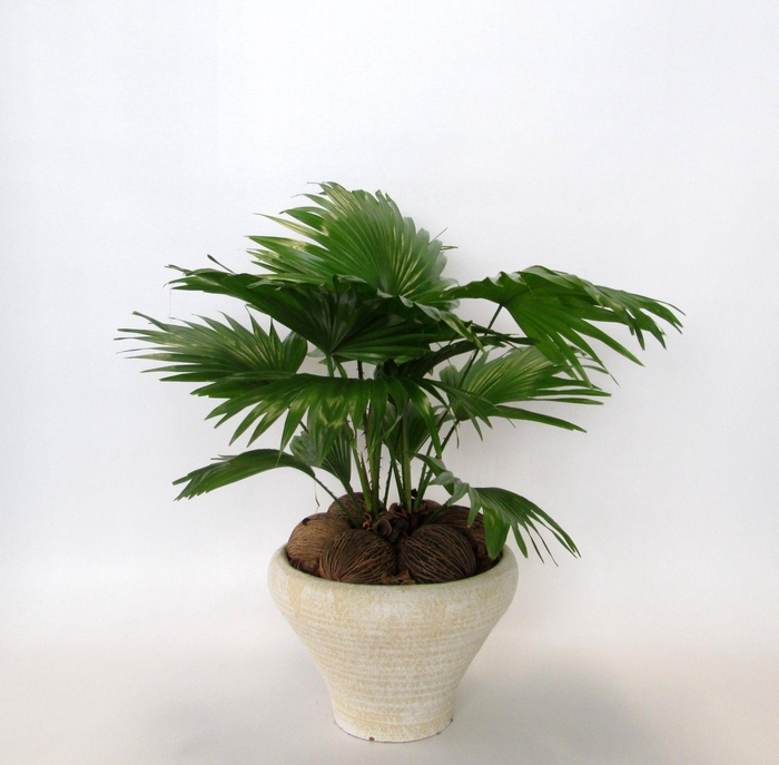 <h4>Livistona rotundifolia in Hoedje creme</h4>