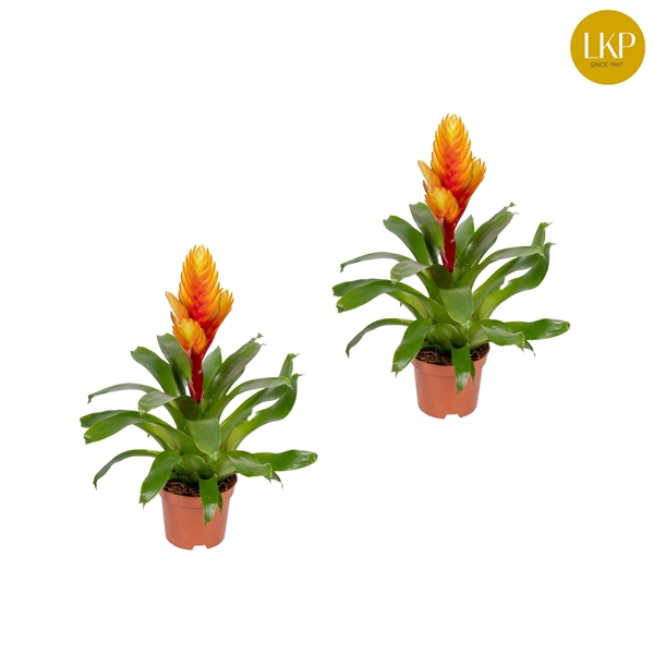 <h4>Vriesea Eldorado Geel (Met Hoes)</h4>