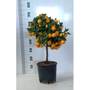 CITR MICROCARPA