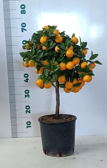 <h4>CITR MICROCARPA</h4>