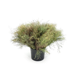 Tijm False 300gram