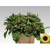 Helianthus Sunrich Orang