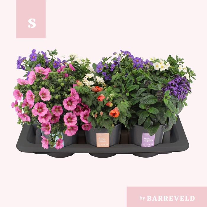 <h4>Overig kuipplanten gemengd</h4>