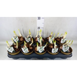 Narcissus taz. 'Ziva'