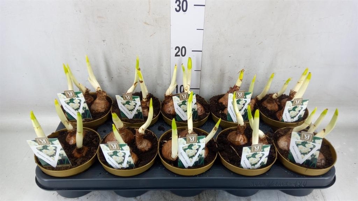 <h4>Narcissus taz. 'Ziva'</h4>