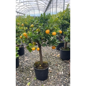 Citrus hystrix