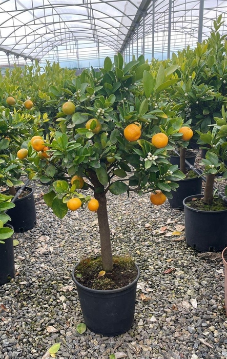 <h4>Citrus hystrix</h4>