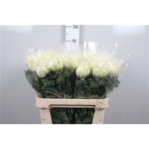Chr G Vienna White