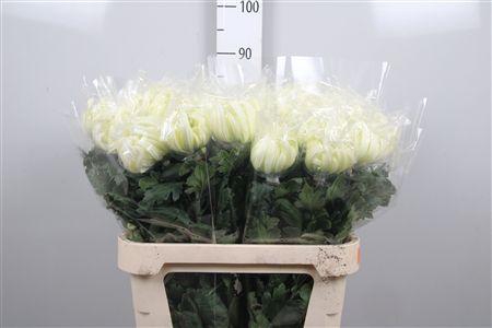 <h4>Chr G Vienna White</h4>