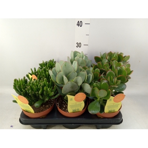 Crassula   ...mix