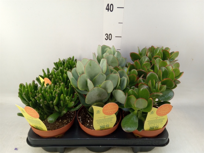 <h4>Crassula   ...mix</h4>