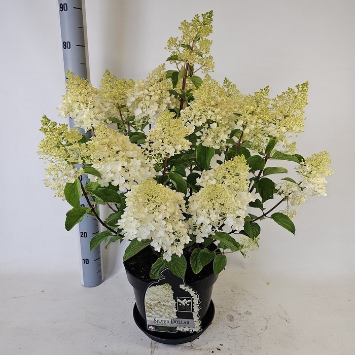 <h4>HYDR PANICULATA</h4>