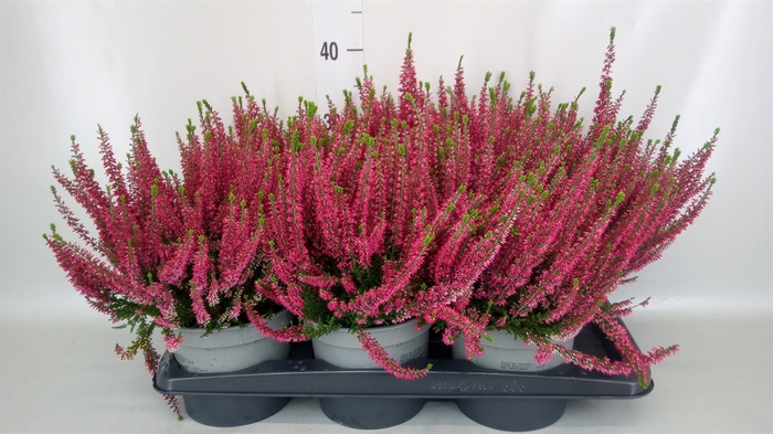 <h4>Calluna vulg. 'Beauty L Sylke'</h4>