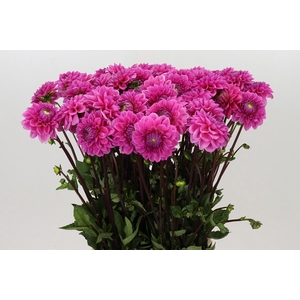 Dahlia Sandra
