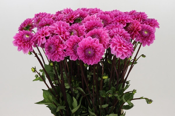 <h4>Dahlia Sandra</h4>