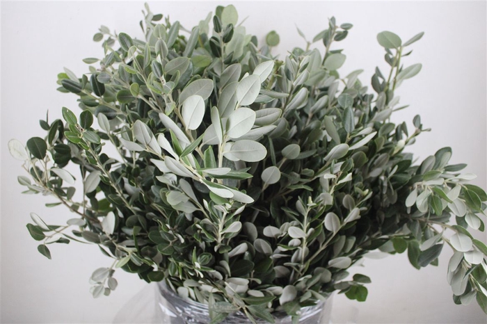 <h4>Pittosp Ralphi Leaves 400gr P Bunch</h4>