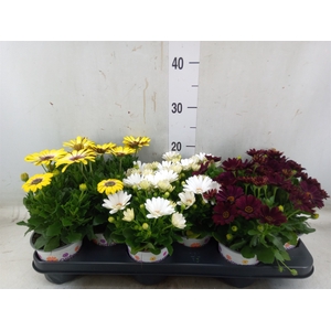 Osteospermum   ...mix