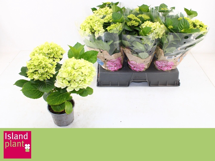 <h4>HYDR M SCHNEEBALL</h4>