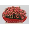 Hypericum Sweet Romance