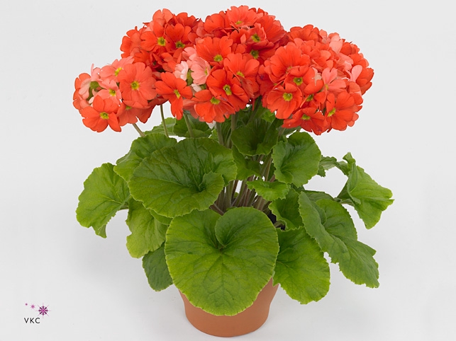 Primula obcon. 'Touch Me Dk Orange'