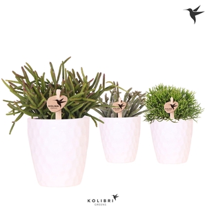 Kolibri Greens Rhipsalis mix in Honey pot