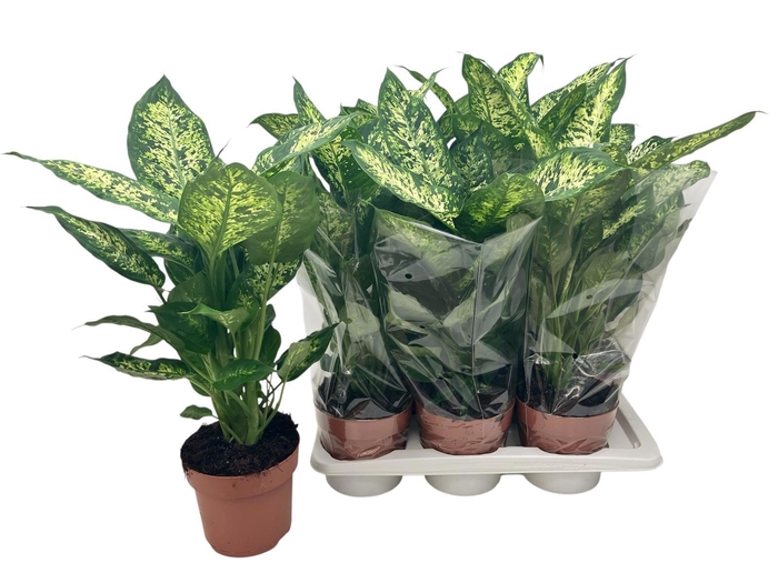 <h4>DIEFF COMPACTA</h4>