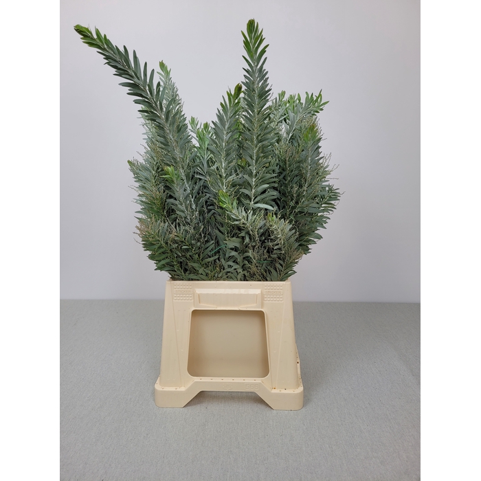 <h4>ACACIA MIMOSA LUNA d"ARGENTO PB</h4>