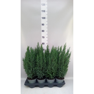Chamaecyparis laws. 'Ellwoodii'