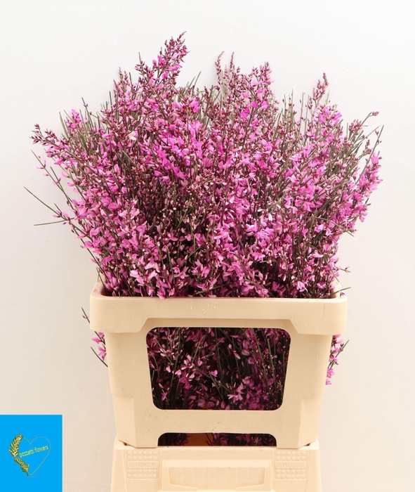 <h4>GENISTA COLORED PINK</h4>