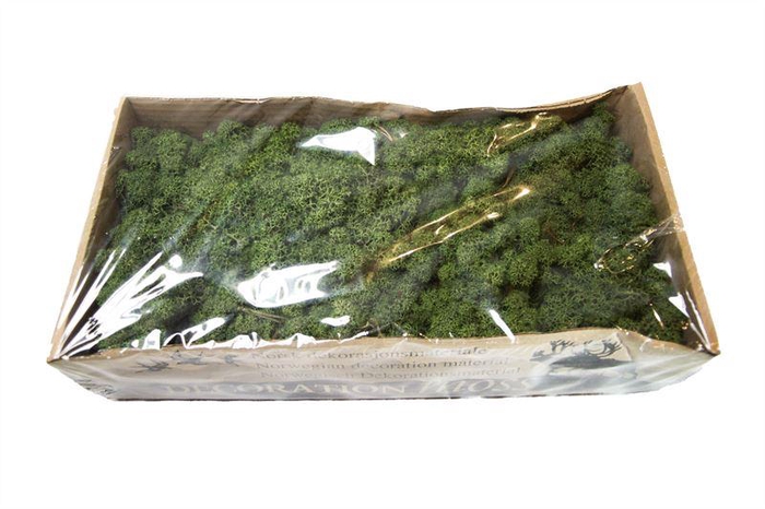 <h4>IJslandsmos gepreserveerd mosgroen1</h4>