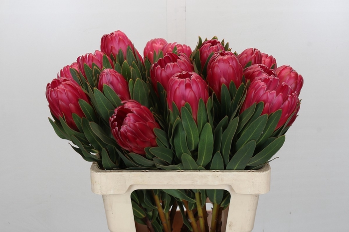 <h4>Protea Brenda</h4>