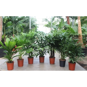Palmen mixkar