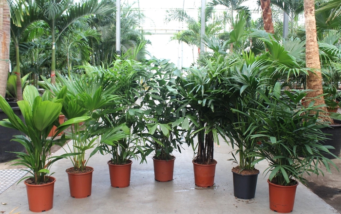 <h4>Palmen mixkar</h4>