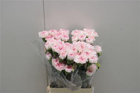 <h4>Di St Yukari Cherry</h4>