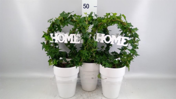 <h4>Hedera   ...green leafed</h4>
